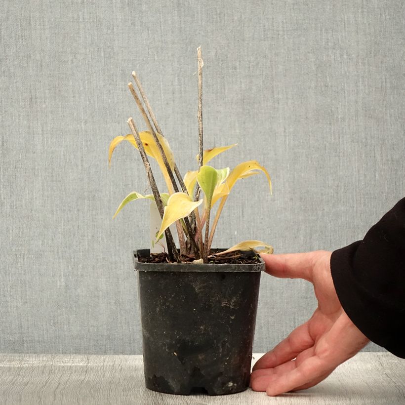 Example of Hosta Frosted Raspberry Pot de 1,5L/2L as you get in automne