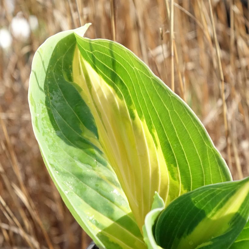 Hosta Great Expectations (Foliage)