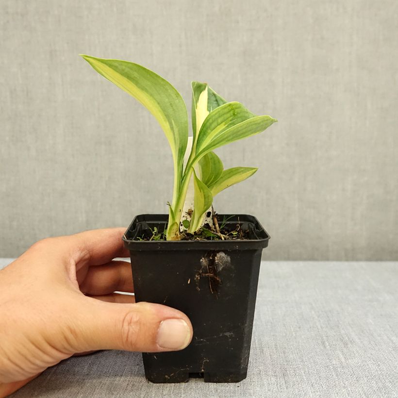 Example of Hosta Great Expectations Godet de 8/9 cm as you get in ete