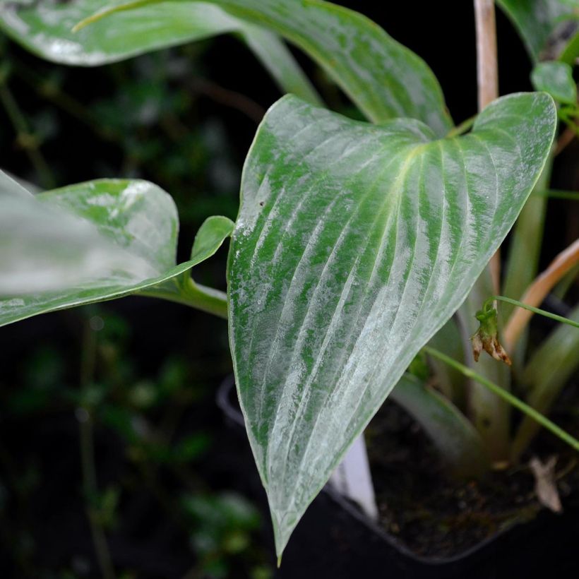 Hosta tardiana Halcyon - Hosta bleu (Foliage)