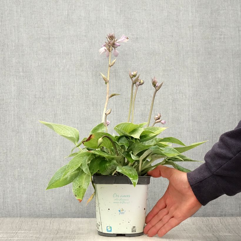 Example of Hosta tardiana Halcyon - Hosta bleu Pot de 1L/1,5L as you get in ete
