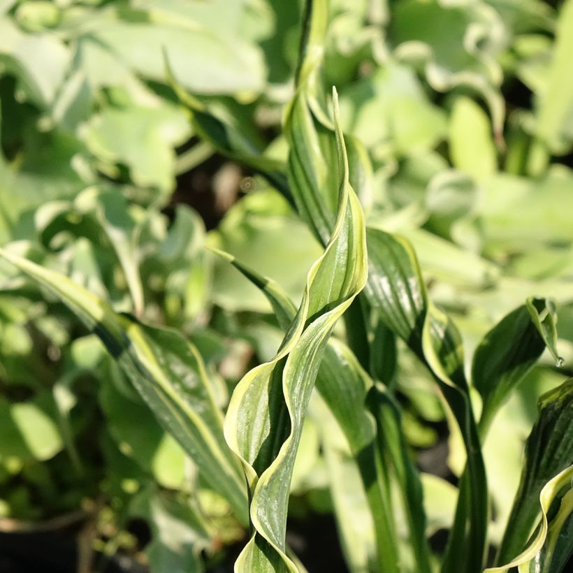 Hosta Hands Up (Foliage)