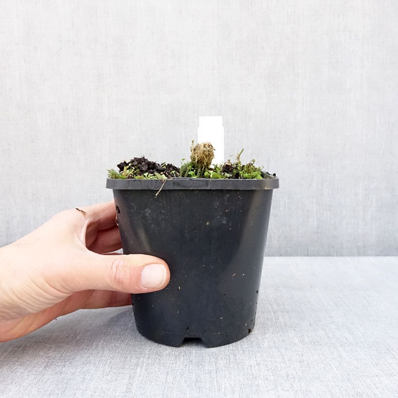 Example of Hosta Hands Up Pot de 1,5L/2L as you get in hiver