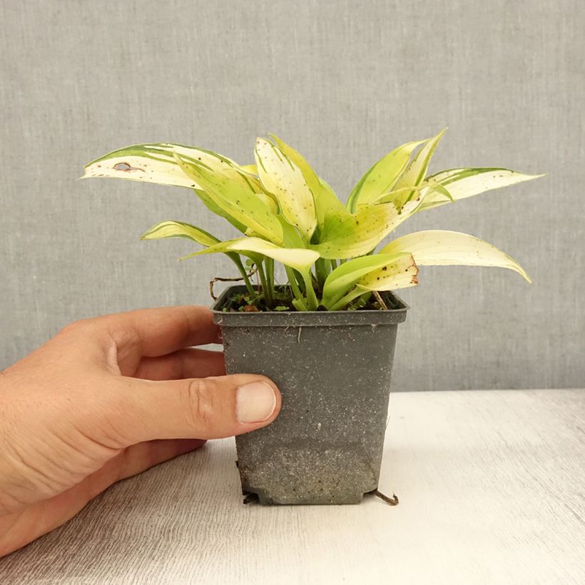 Example of Hosta June Fever Godet de 8/9 cm as you get in ete