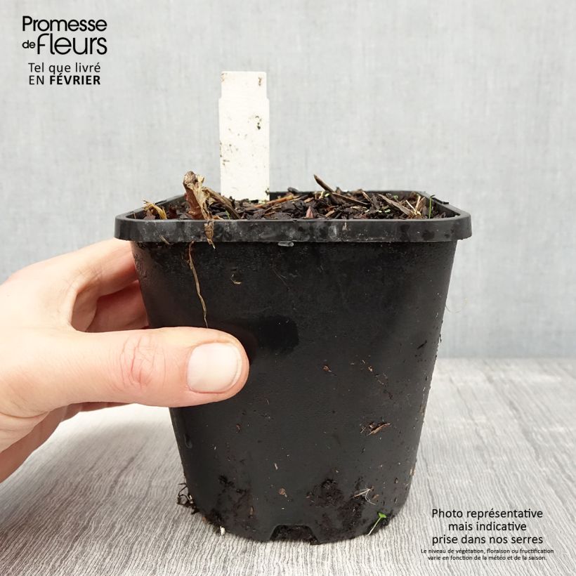 Example of Hosta June Fever Pot de 1,5L/2L as you get in hiver