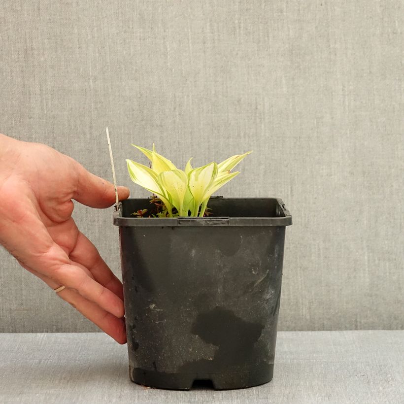 Example of Hosta June Pot de 2L/3L as you get in ete