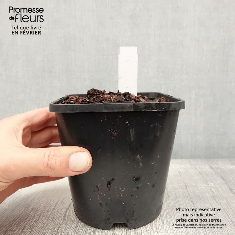 Example of Hosta Justine Pot de 1,5L/2L as you get in hiver