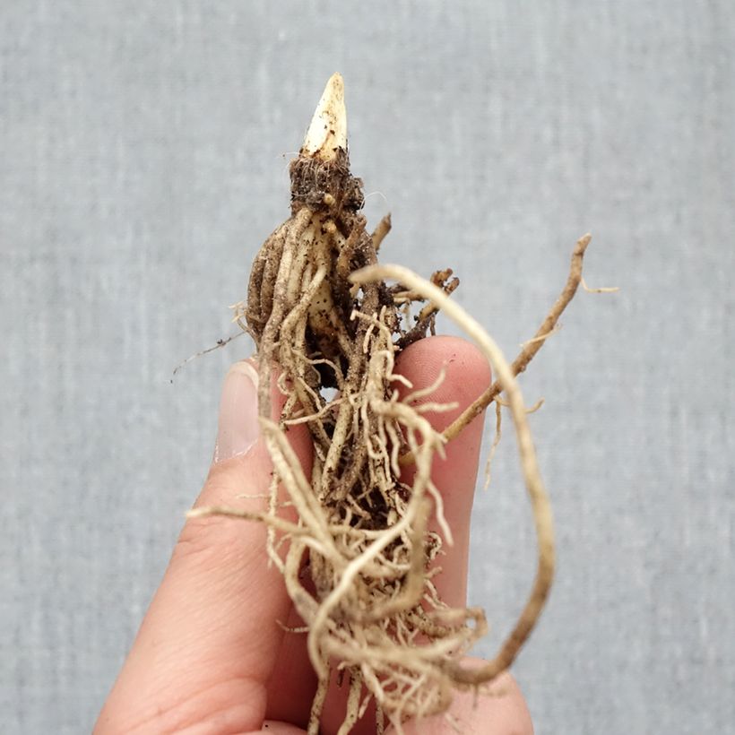 Example of Hosta Ki Ren Jyaku Petites Racines nues as you get in hiver