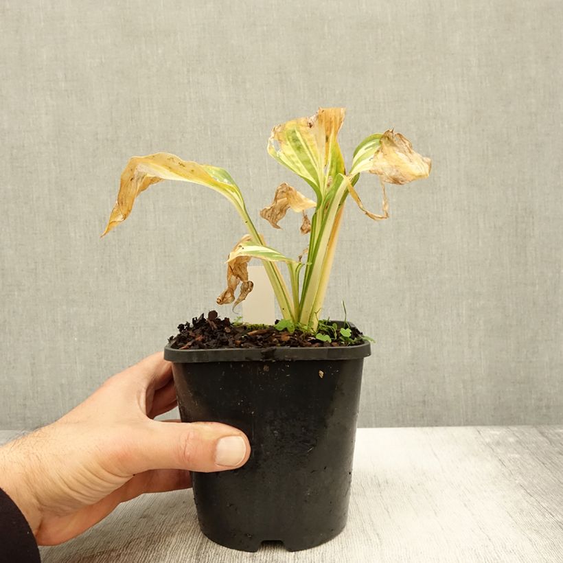 Example of Hosta Lakeside Paisley Print Pot de 1,5L/2L as you get in automne