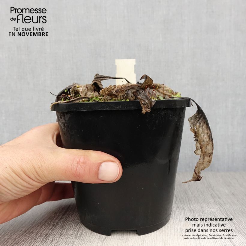 Example of Hosta Lakeside Prophecy Fulfilled Pot de 1,5L/2L as you get in automne