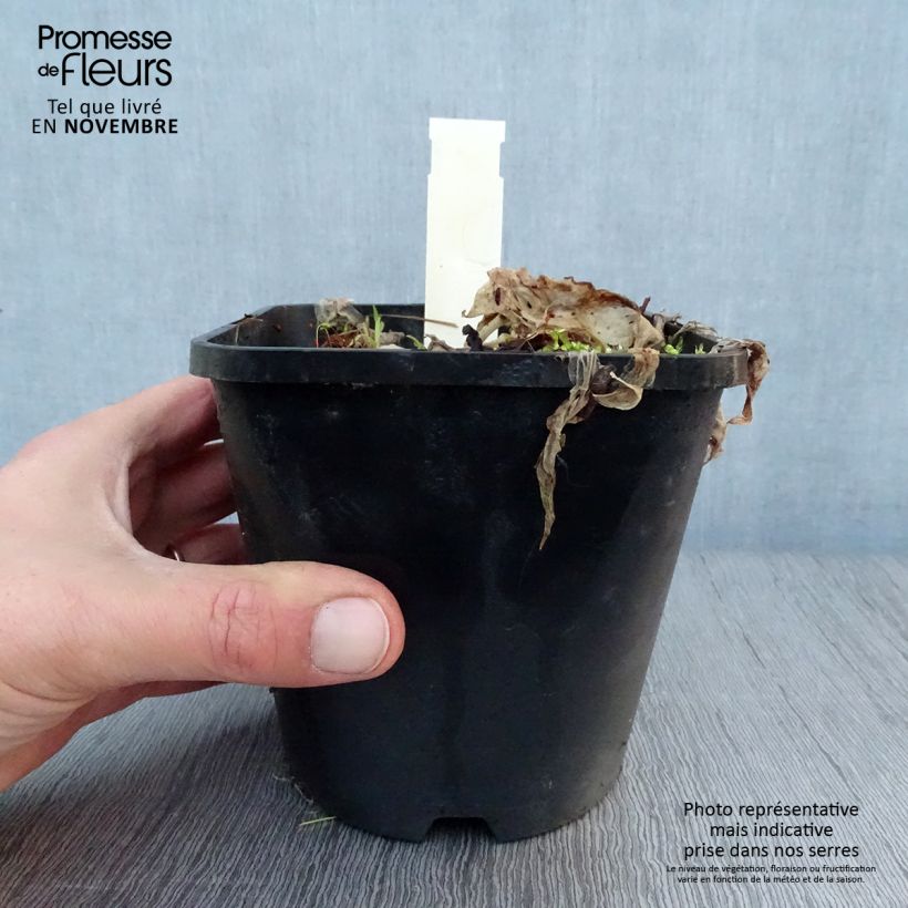 Example of Hosta Let's Twist Again Pot de 1,5L/2L as you get in automne