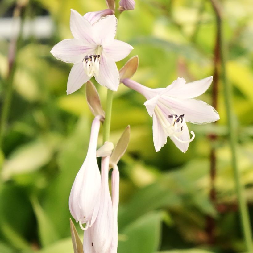 Hosta Liberty (Flowering)