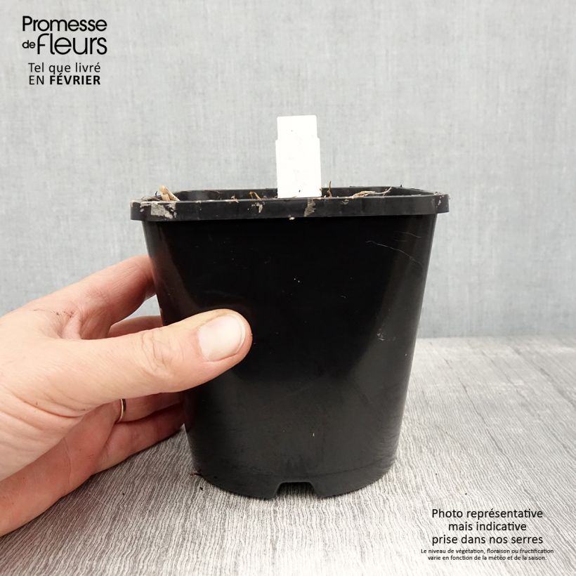 Example of Hosta Limey Lisa Pot de 1,5L/2L as you get in hiver
