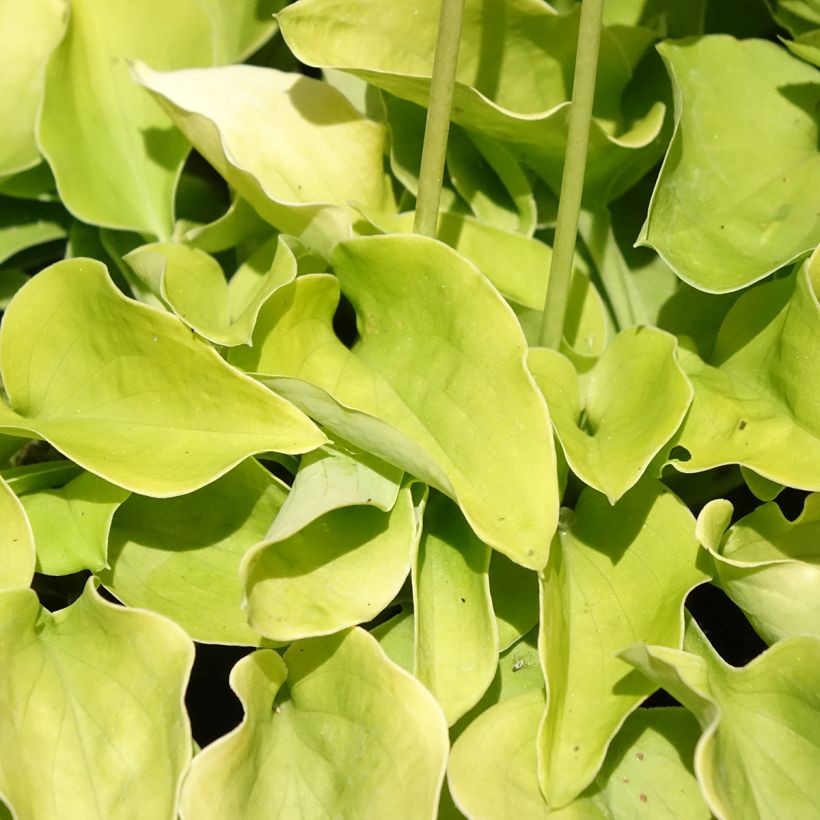 Hosta Limey Lisa (Foliage)