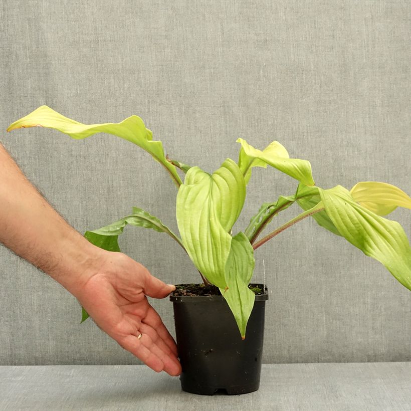 Example of Hosta Lipstick Blonde Pot de 1,5L/2L as you get in ete
