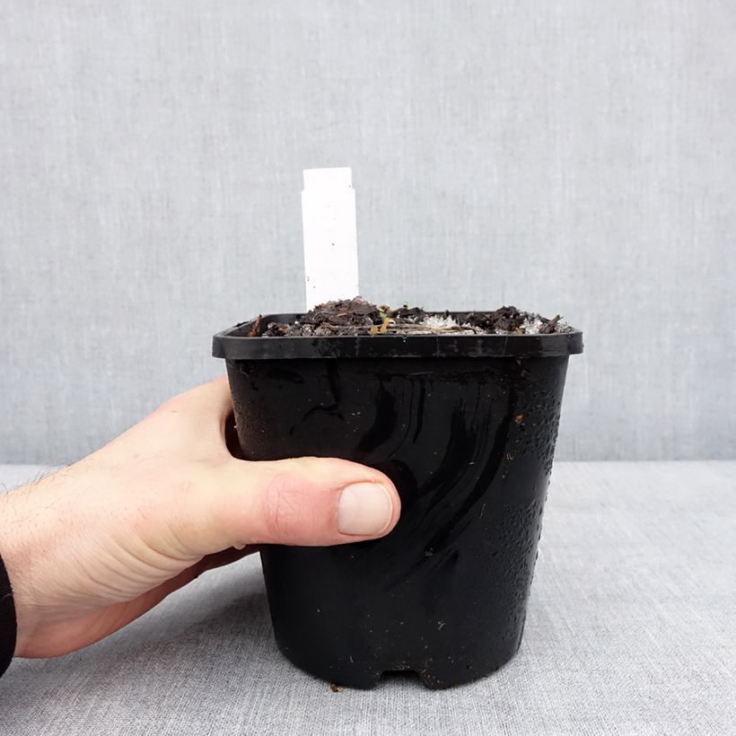 Example of Hosta Lipstick Kiss Pot de 1,5L/2L as you get in hiver
