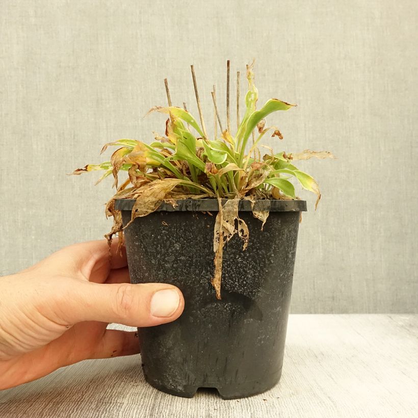 Example of Hosta Little Devil Pot de 1,5L/2L as you get in automne