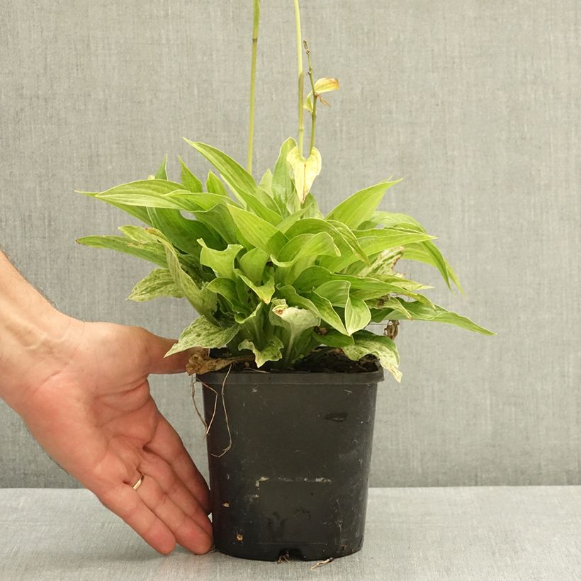Example of Hosta London Fog Pot de 1,5L/2L as you get in ete