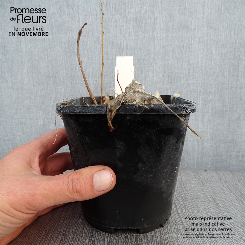 Example of Hosta Marilyn Monroe Pot de 1,5L/2L as you get in automne