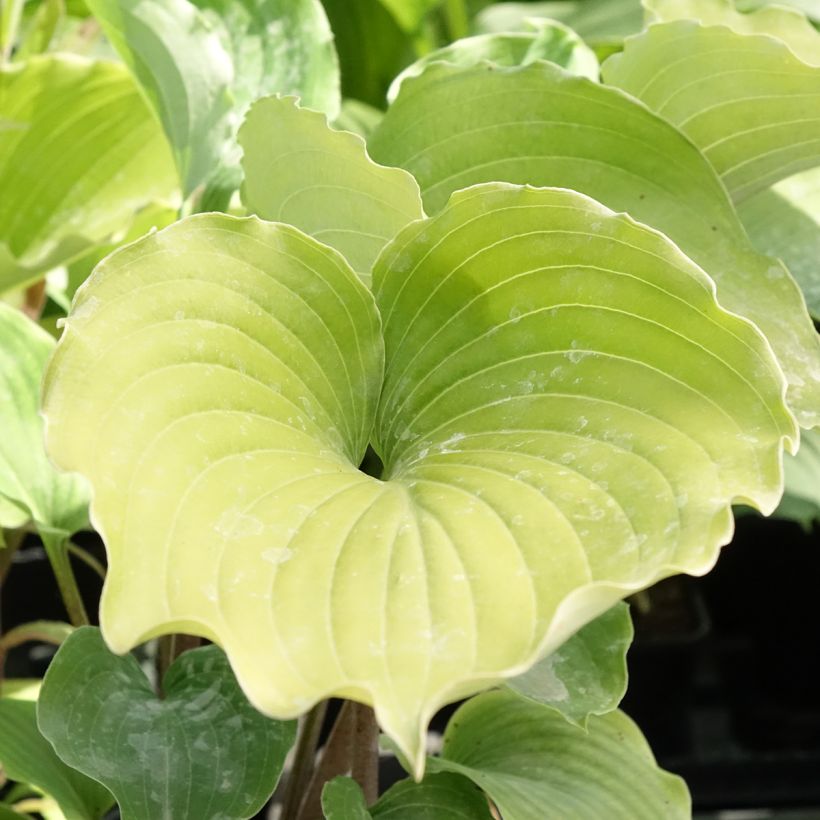 Hosta Marilyn Monroe (Foliage)