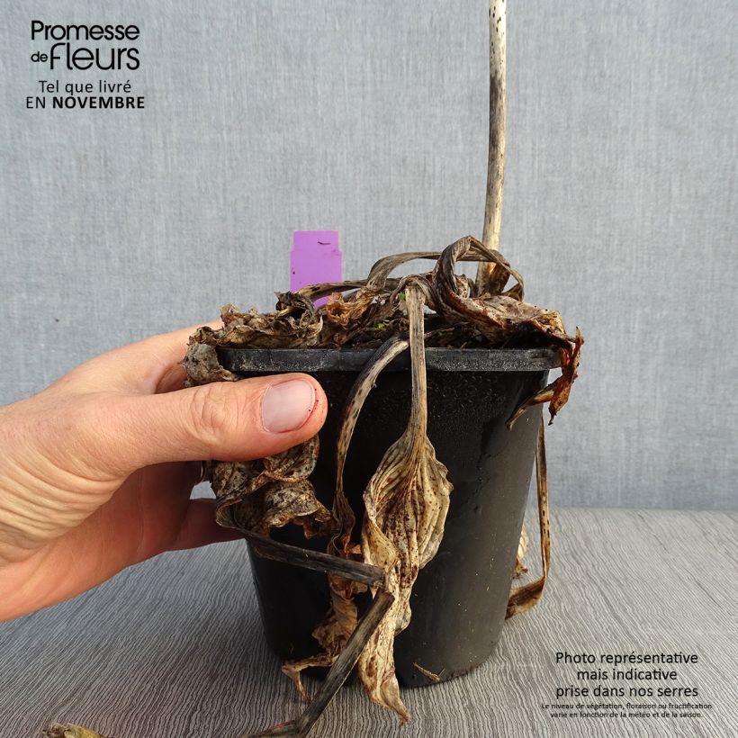 Example of Hosta Midnight at the Oasis Pot de 1,5L/2L as you get in automne