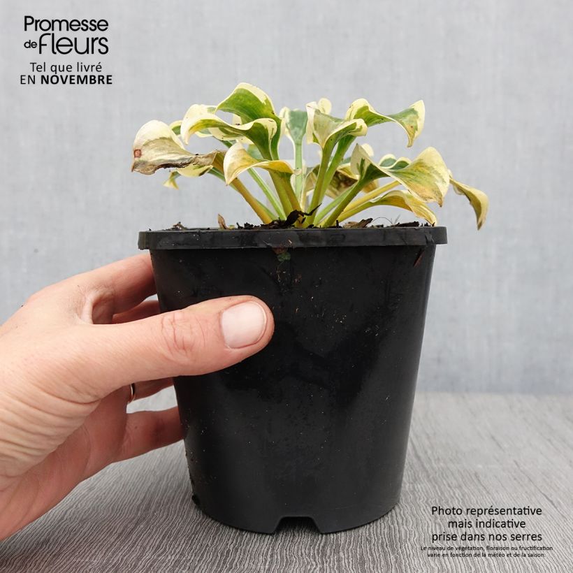Example of Hosta Mini Skirt Pot de 1,5L/2L as you get in automne