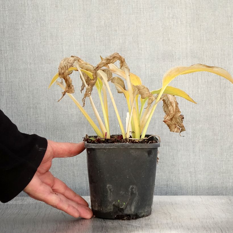 Example of Hosta montana Yellow River Pot de 1,5L/2L as you get in automne