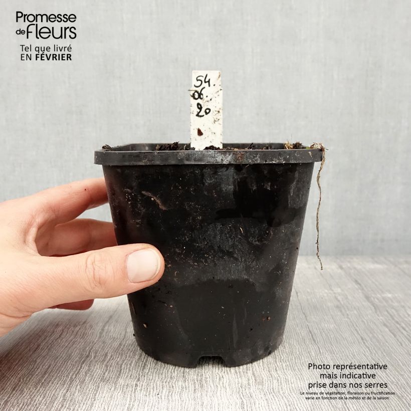 Example of Hosta Moulin Rouge Pot de 1,5L/2L as you get in hiver