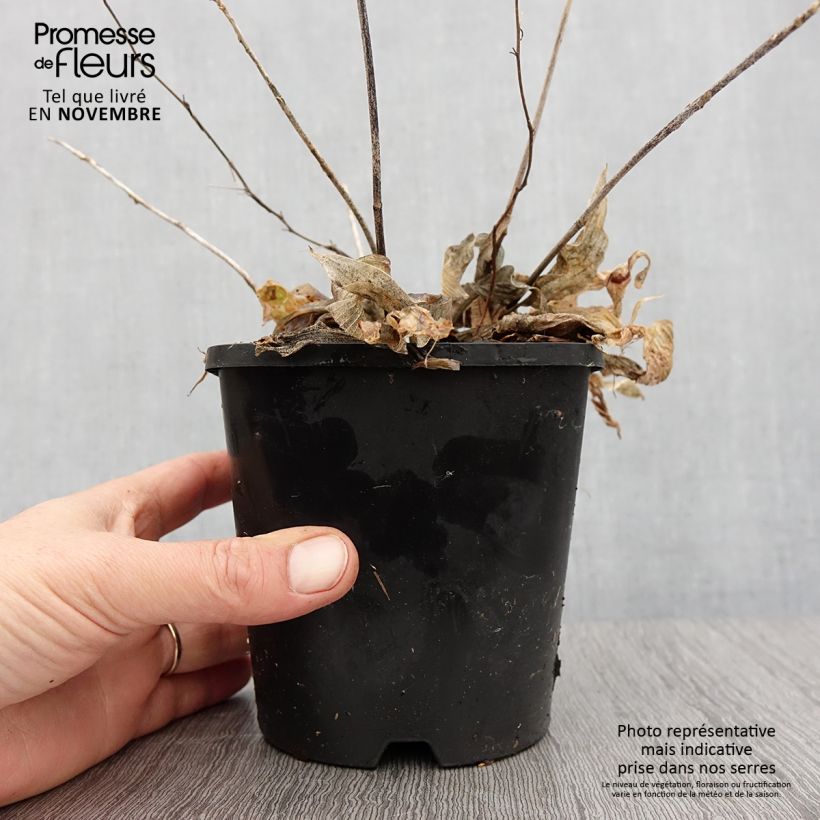 Example of Hosta Obi-One Kenobi Pot de 1,5L/2L as you get in automne
