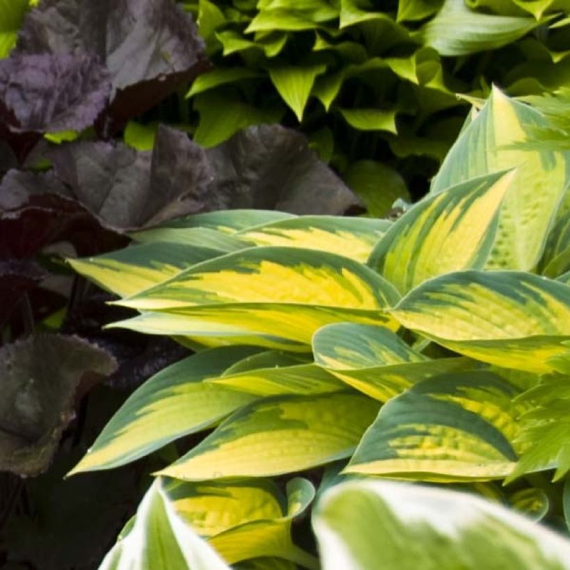 Hosta On Stage (Foliage)