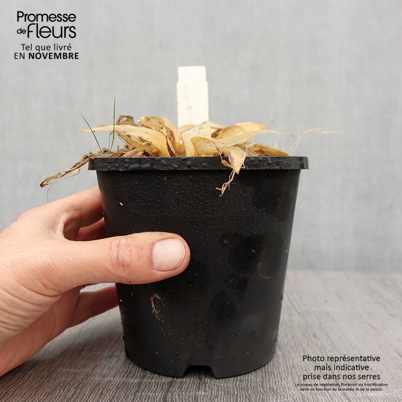 Example of Hosta Orange Star Pot de 1,5L/2L as you get in automne