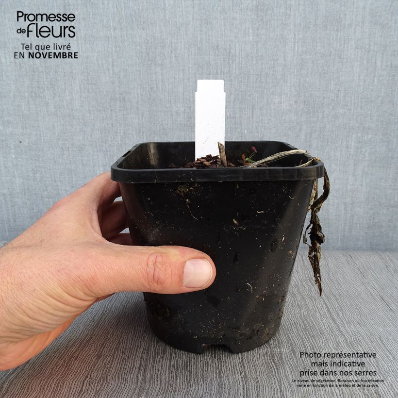 Example of Hosta ou Funkia Fireworks Pot de 1,5L/2L as you get in automne