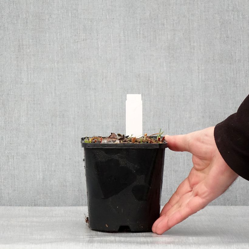 Example of Hosta Paradise Island Pot de 1,5L/2L as you get in hiver