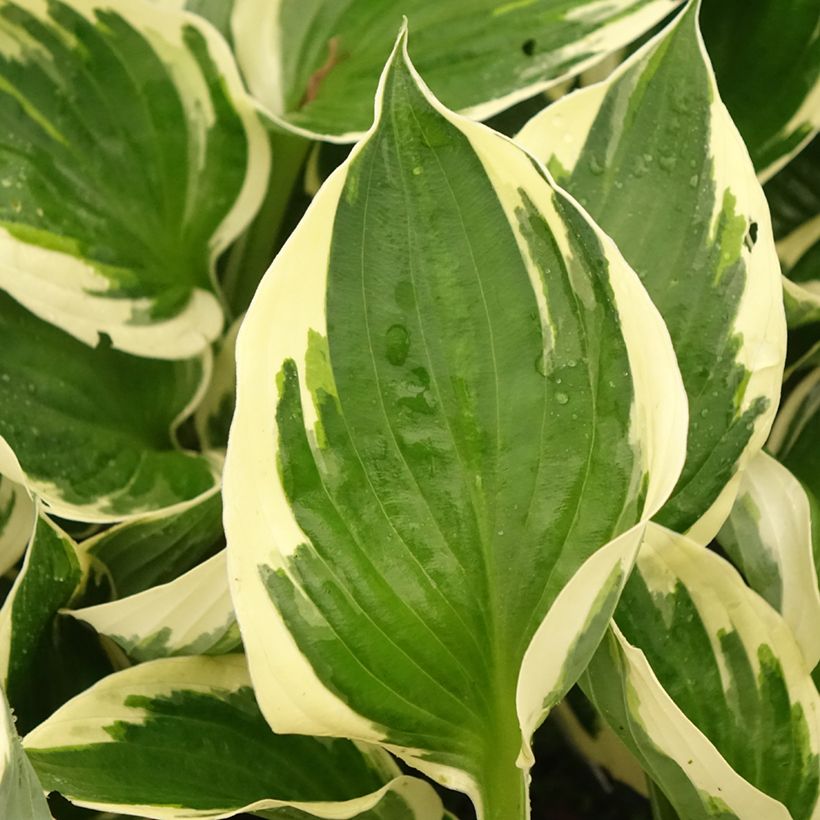 Hosta Patriot s Fire (Foliage)