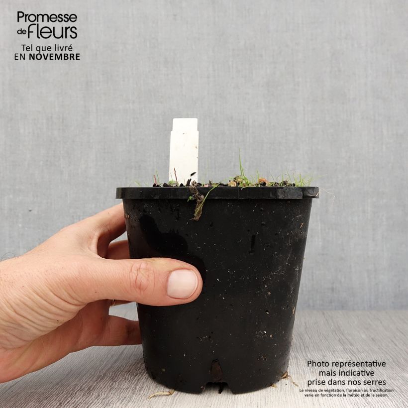 Example of Hosta Pin Up Pot de 1,5L/2L as you get in automne