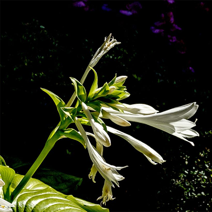 hosta plantaginea grandiflora (Flowering)