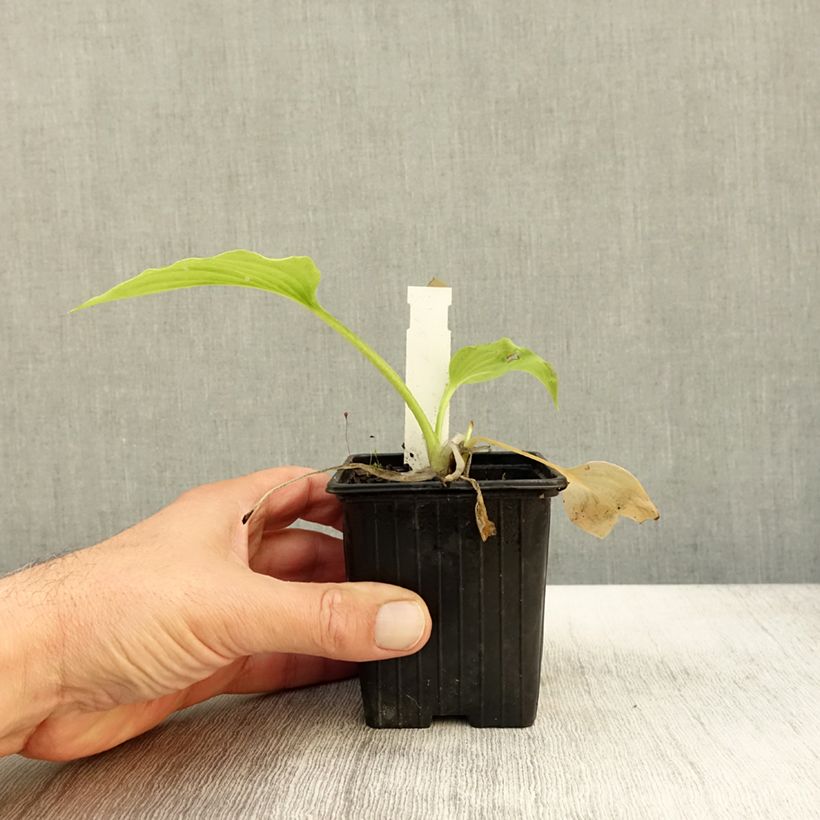 Example of Hosta plantaginea var. japonica Godet de 8/9 cm as you get in automne