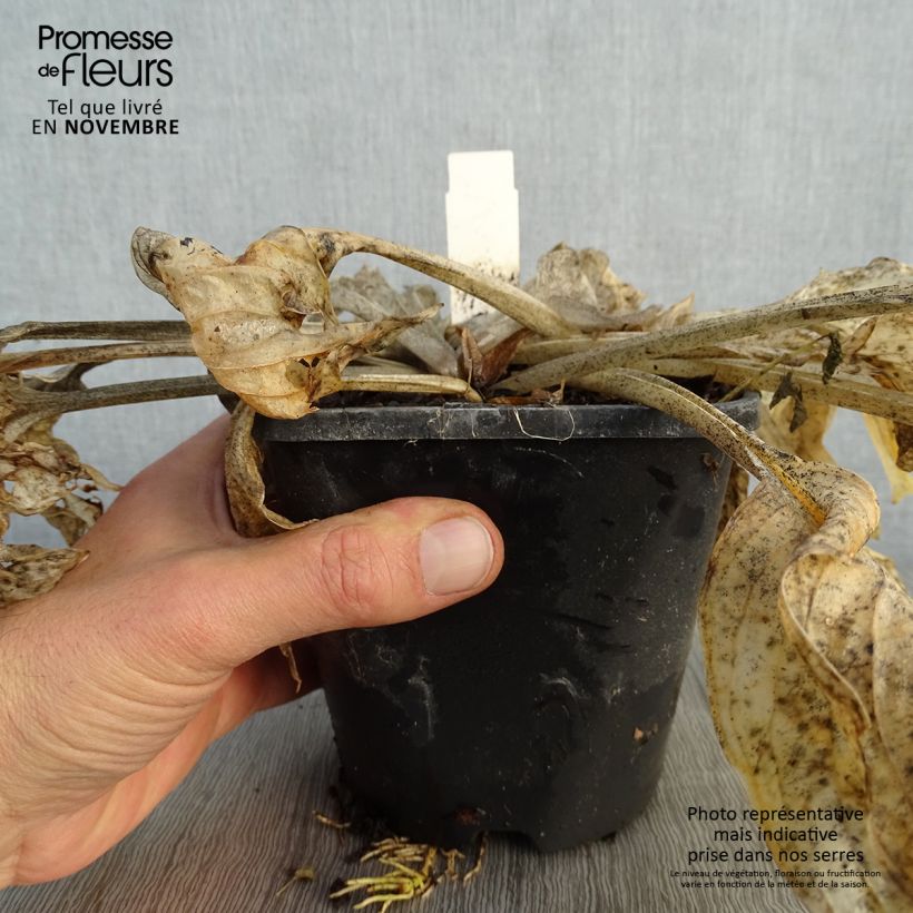 Example of Hosta Pocketfull of Sunshine Pot de 1,5L/2L as you get in automne