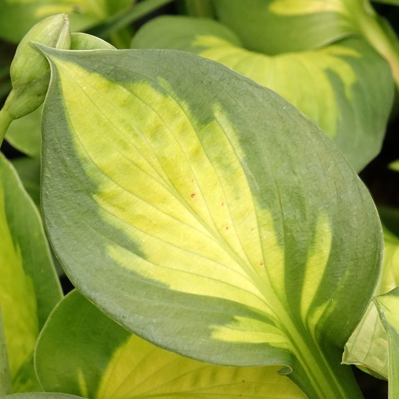 Hosta Pocketfull of Sunshine (Foliage)