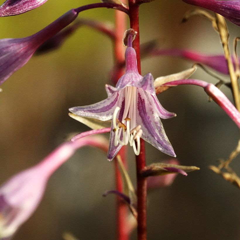 Hosta Raspberry Sorbet (Flowering)