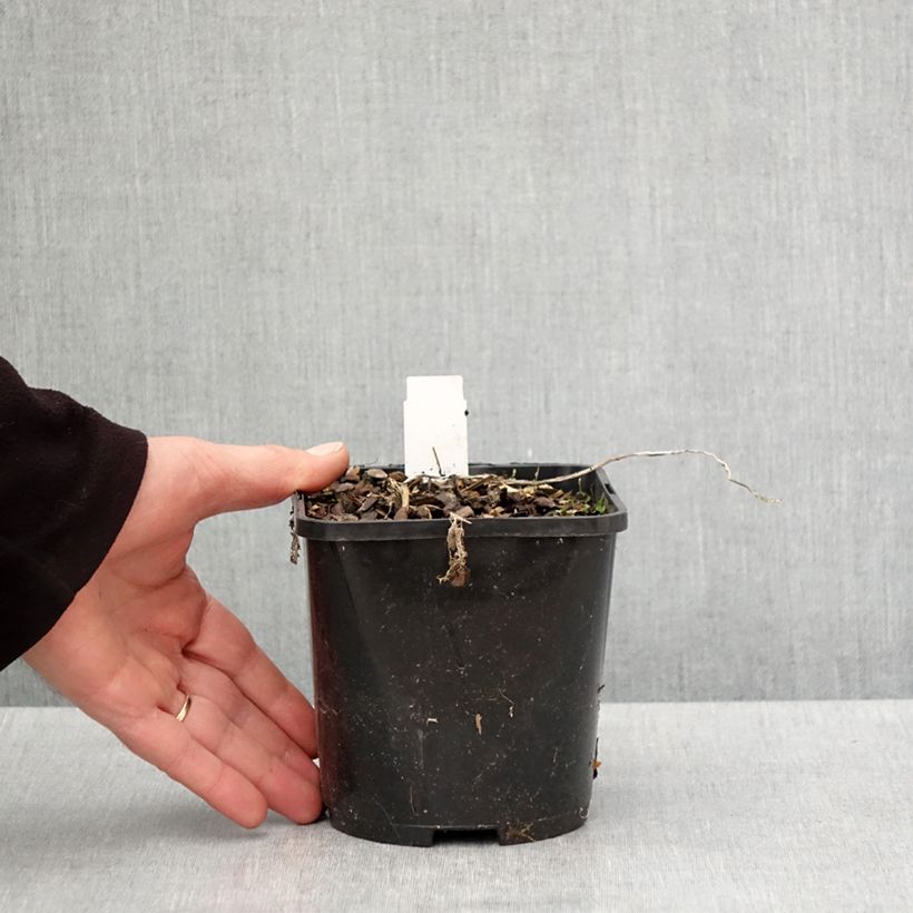 Example of Hosta Raspberry Sundae Pot de 1,5L/2L as you get in printemps