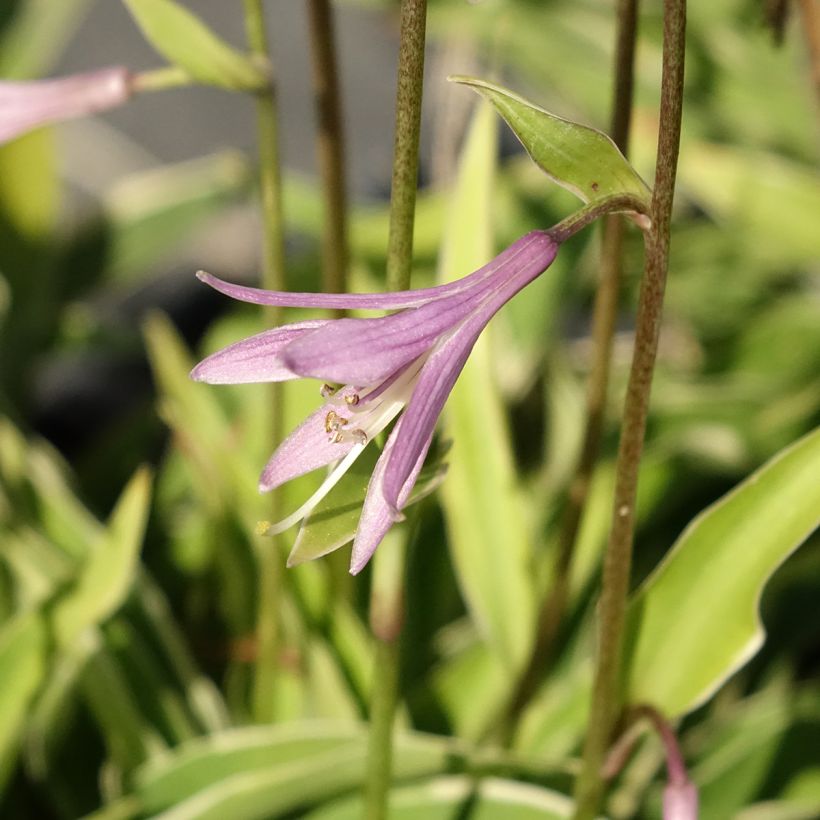 Hosta Raspberry Sundae (Flowering)