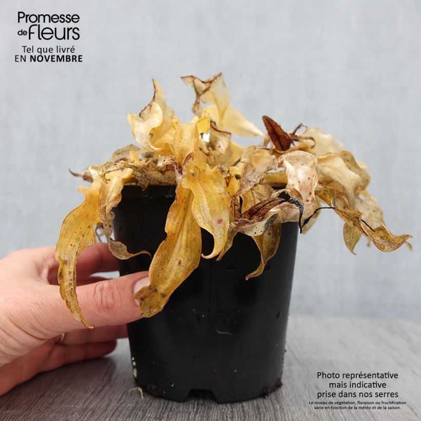 Example of Hosta Ripple Effect Pot de 1,5L/2L as you get in automne