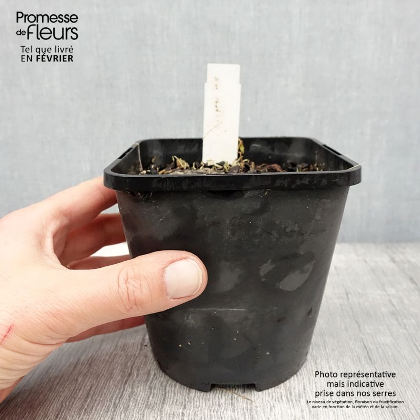 Example of Hosta Ruffed Up Pot de 1,5L/2L as you get in hiver