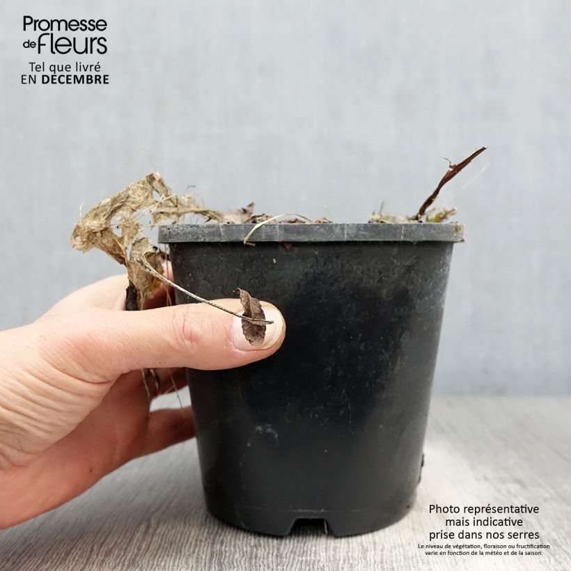 Example of Hosta Saint Elmo's Fire Pot de 1,5L/2L as you get in hiver