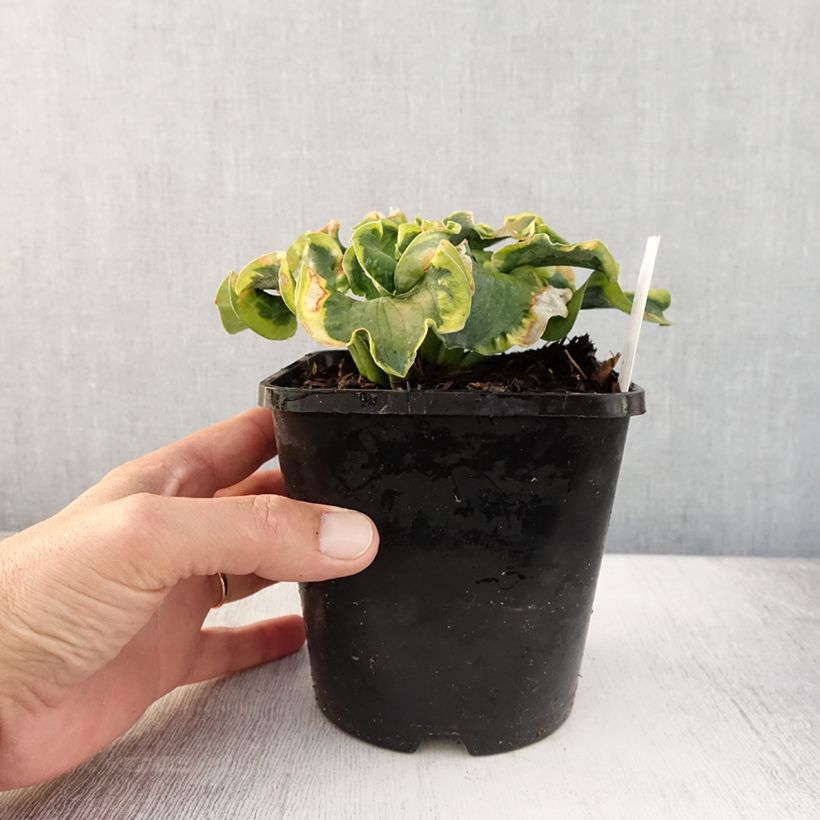 Example of Hosta School Mouse Pot de 1,5L/2L as you get in ete