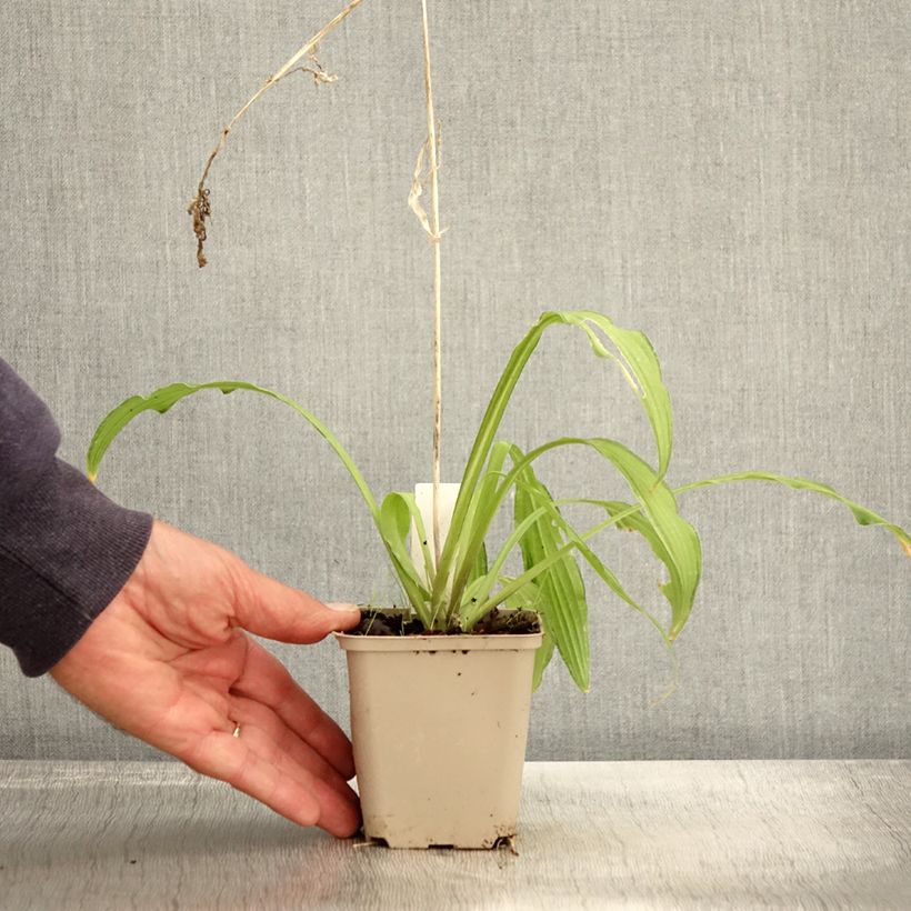 Example of Hosta sieboldii Kabitan  Godet de 8/9 cm as you get in automne