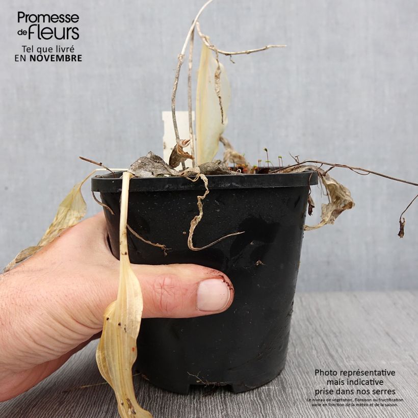 Example of Hosta Spritzer Pot de 1,5L/2L as you get in automne