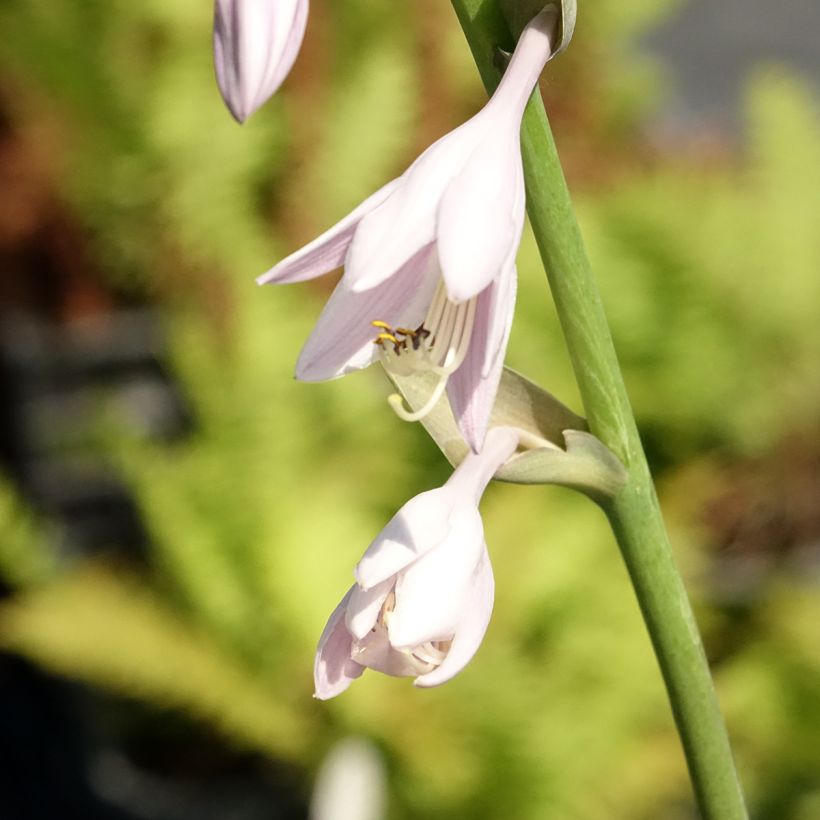 Hosta Sum and Substance (Flowering)