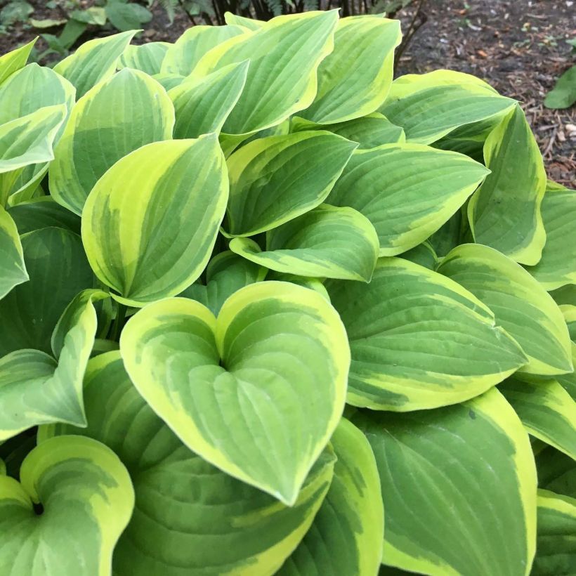 Hosta The King (Foliage)